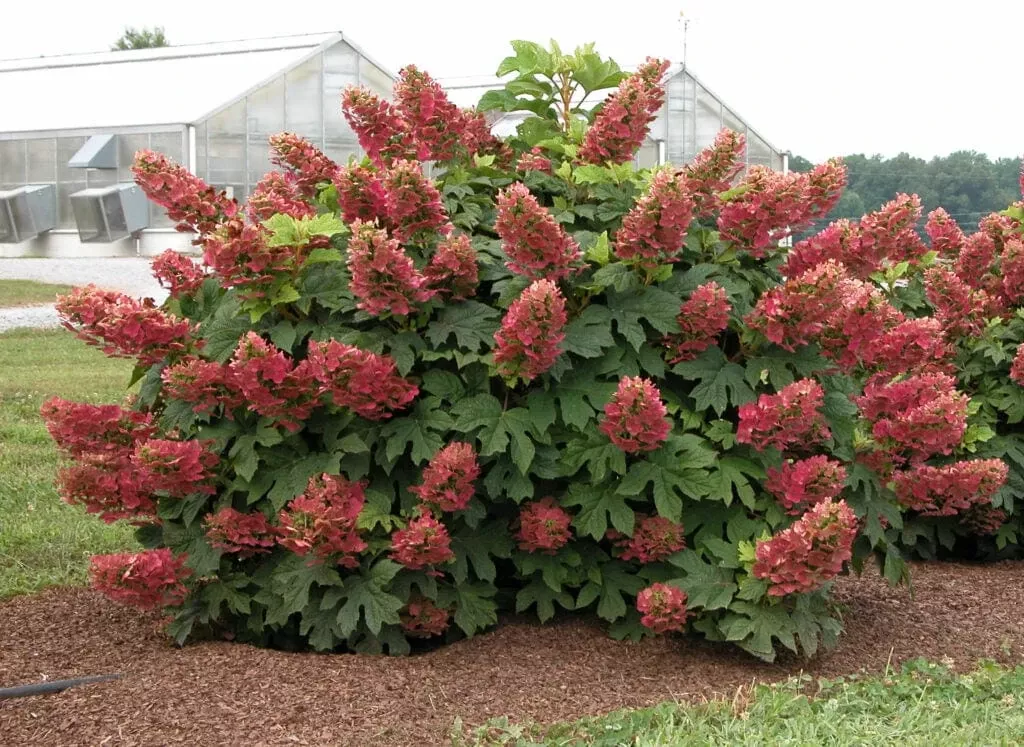 Ruby Slipper Hydrangea