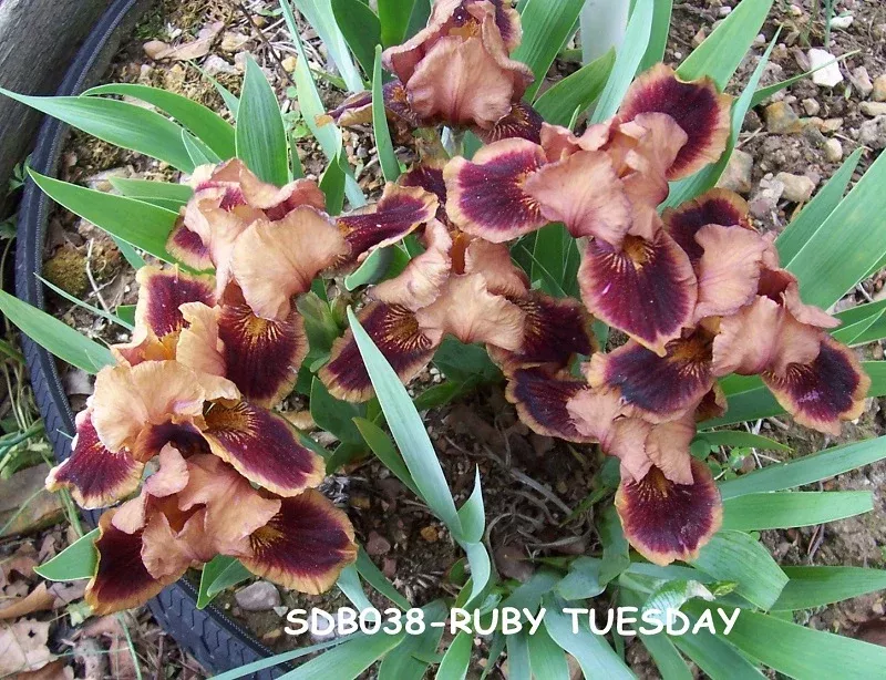 ruby-tuesday Ruby Tuesday