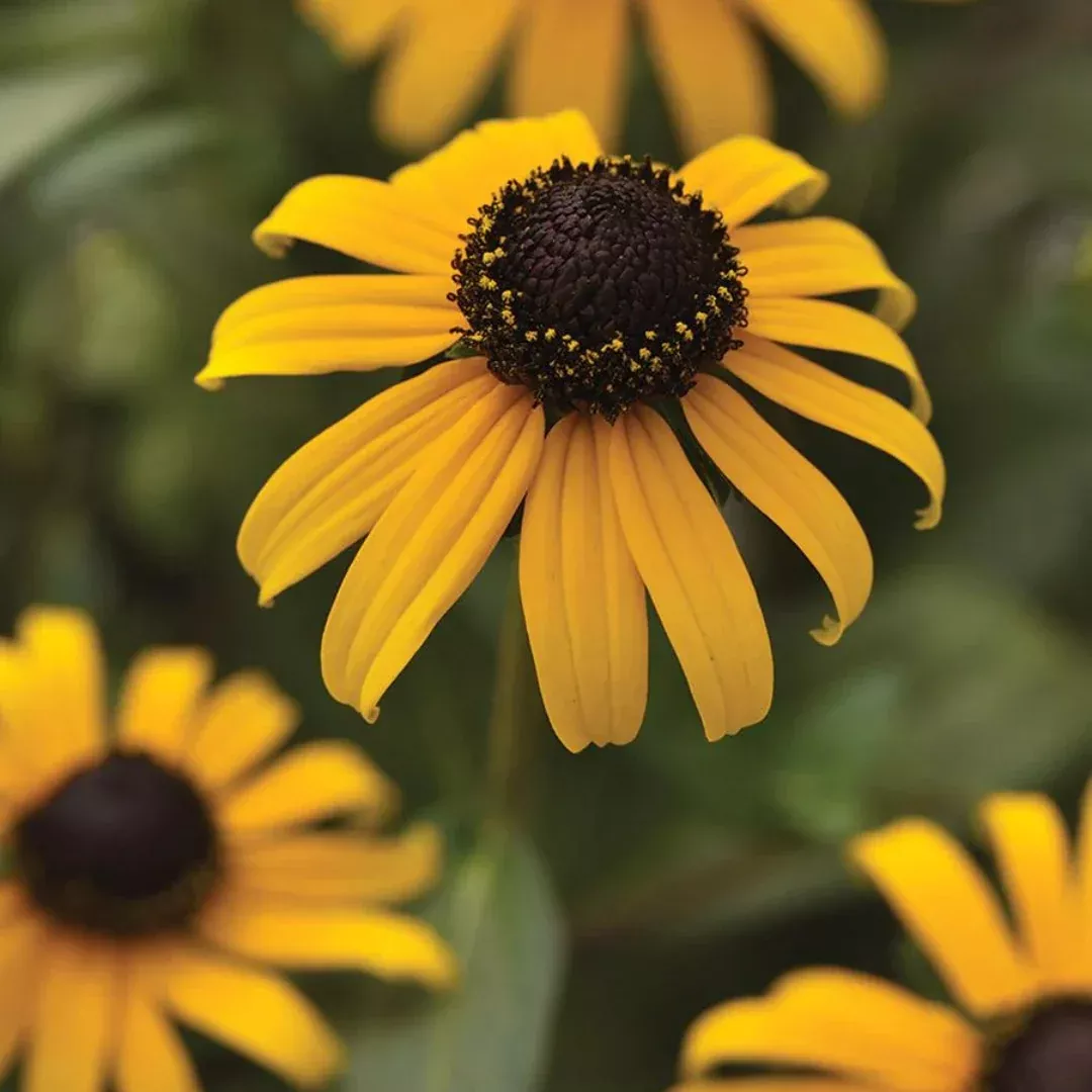 Rudbeckia 'Goldblitz'