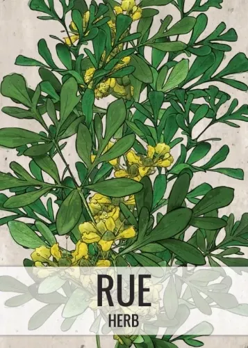 Rue Herb Seeds For Planting (Ruta graveolens)