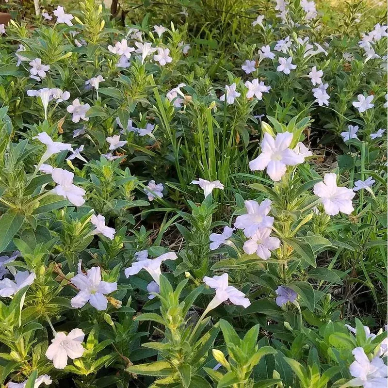 Ruellia humilis - Wild Petunia