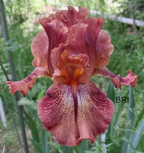 Ruffled Copper Sunset