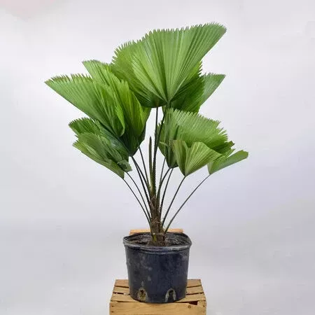 Ruffled Fan Palm Seed
