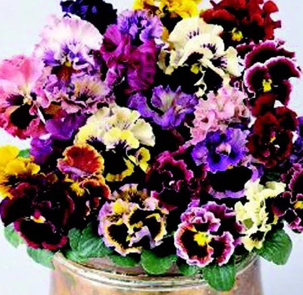 ruffled-feathers-mix-pansy-seeds Ruffled Feathers Mix Pansy Seeds