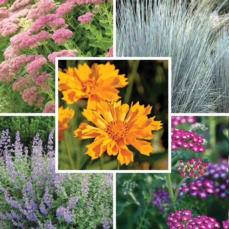 Rugged Beauty Curb Appeal Plant Collection