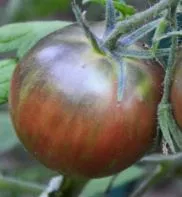 russian-cossack-tomato Russian Cossack Tomato