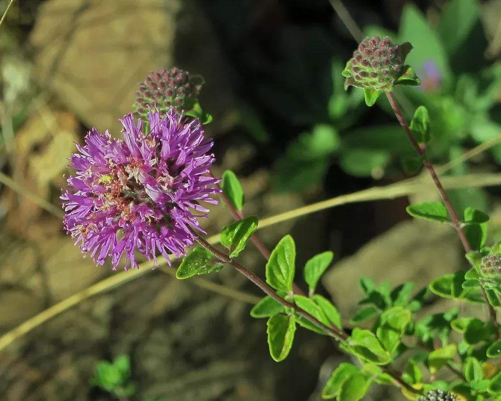 Russian River Coyote Mint