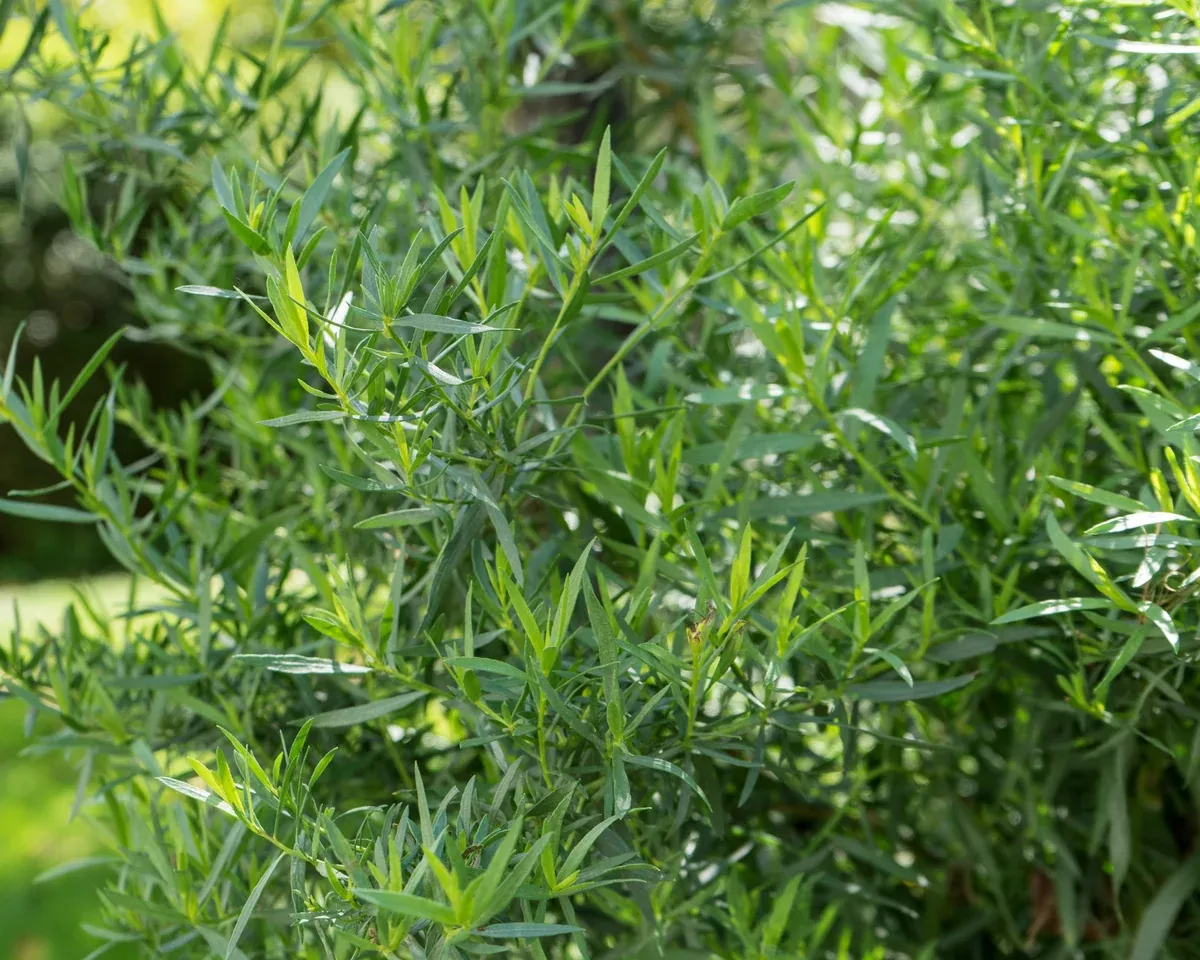 russian-tarragon-seeds Russian Tarragon Seeds