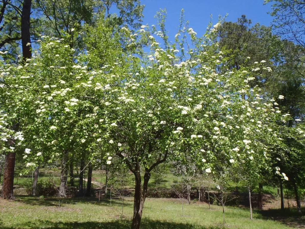Rusty Blackhaw Viburnum