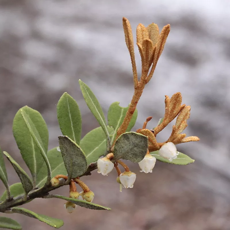 rusty-lyonia Rusty Lyonia