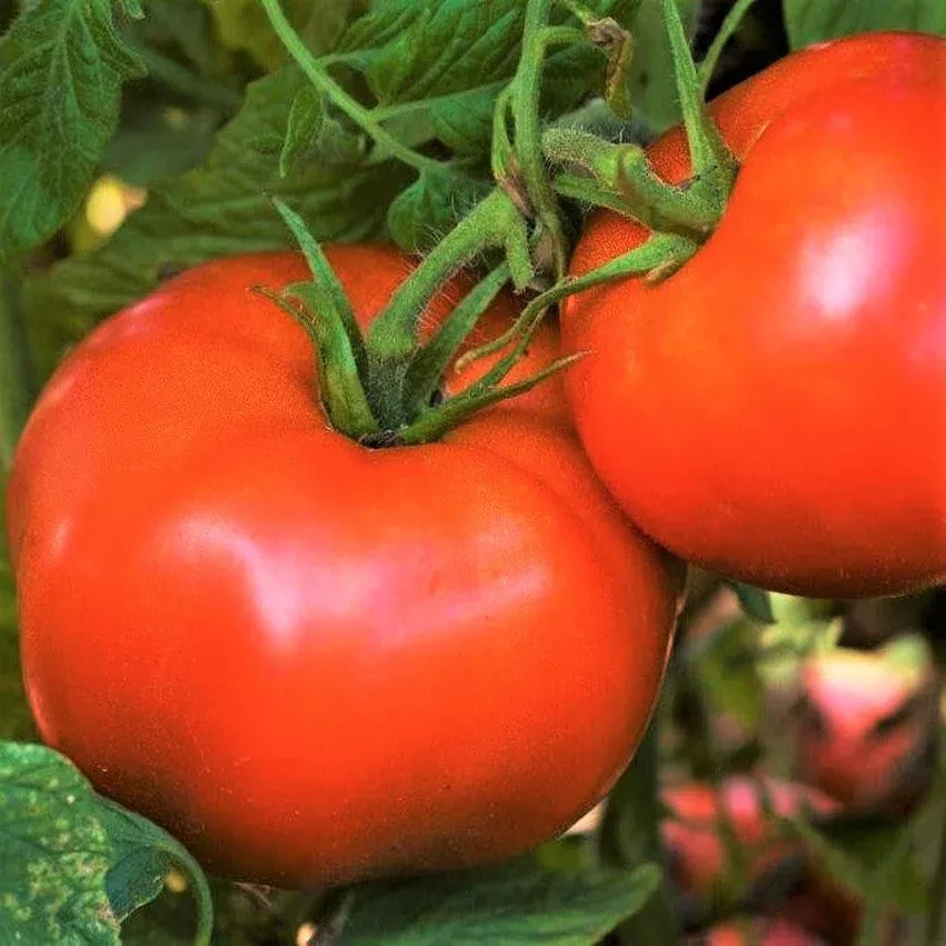 Rutgers Tomato