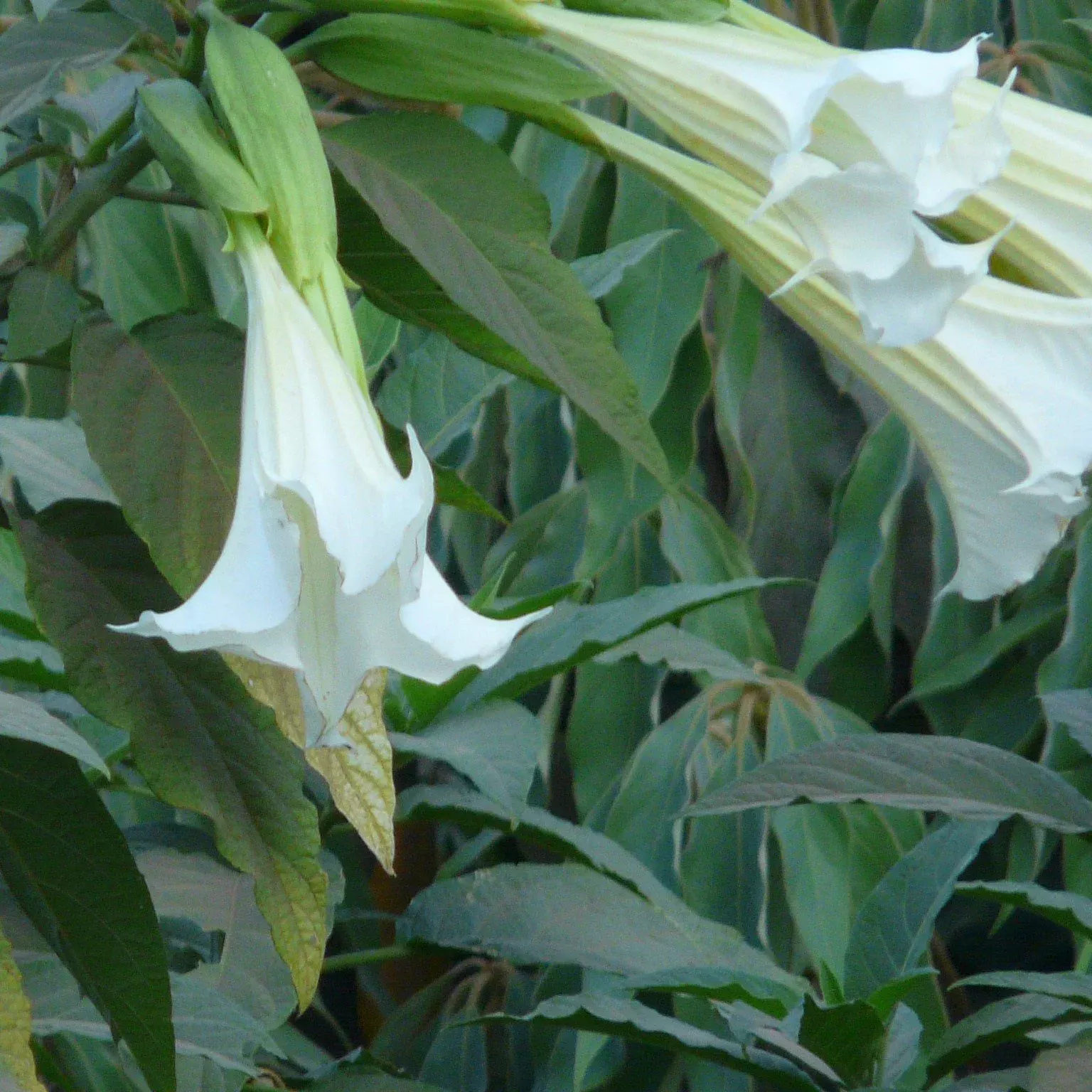 sacred-datura Sacred Datura