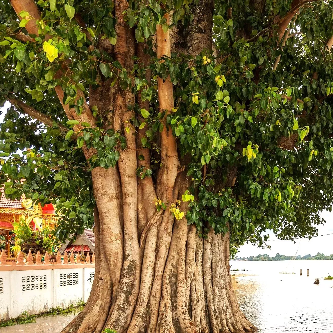 sacred-fig-tree-buddha-tree Sacred Fig Tree (Buddha Tree)