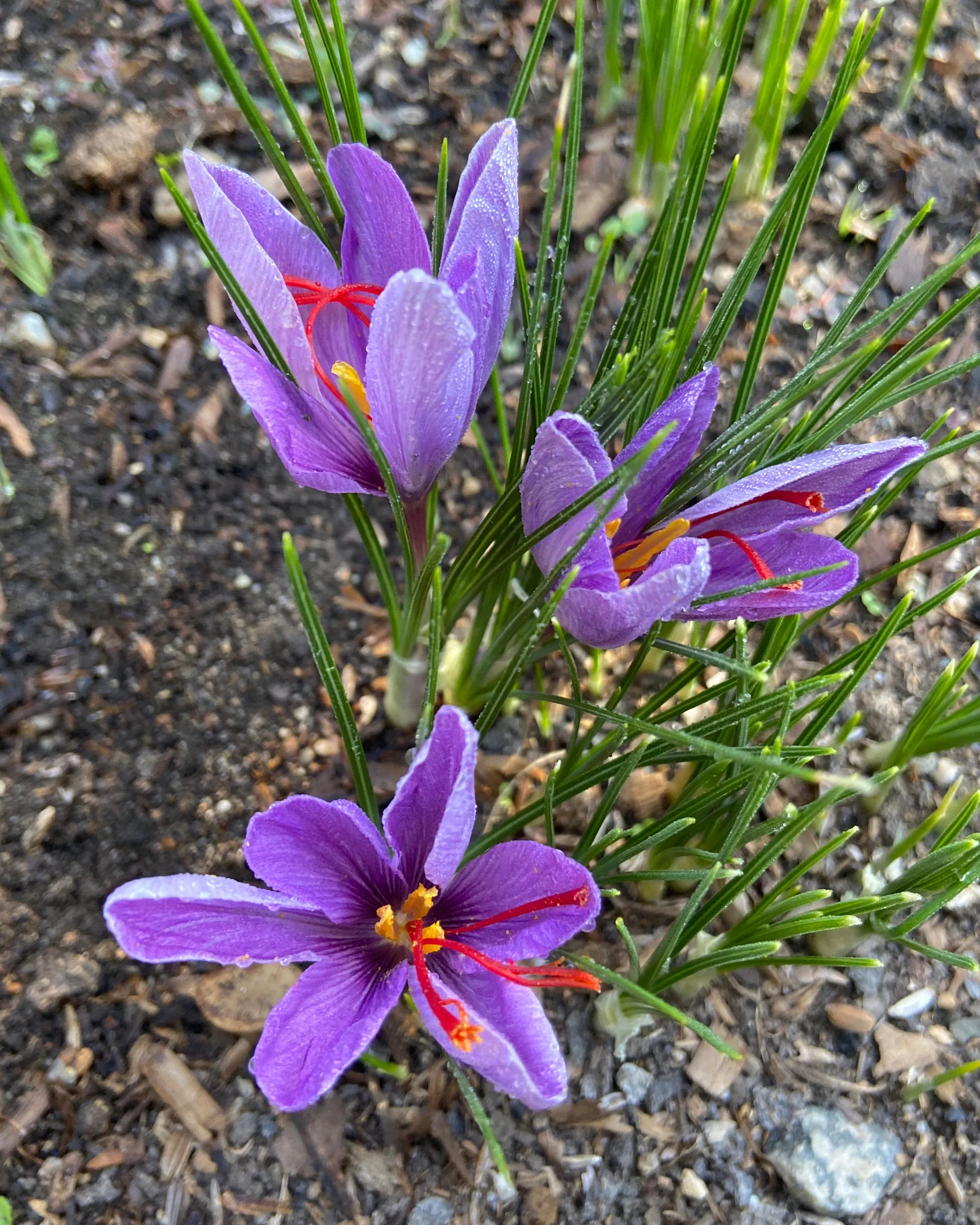 saffron-crocus-bulbs Saffron Crocus Bulbs
