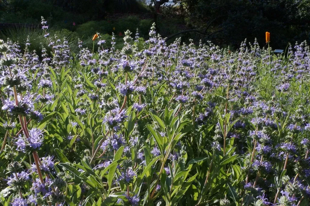 sage-bee-s-bliss Sage 'Bee's Bliss'