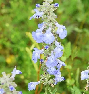 Sage, Blue