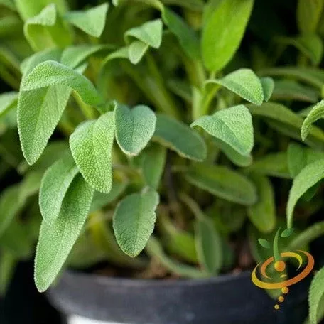 Sage - Broadleaf seeds