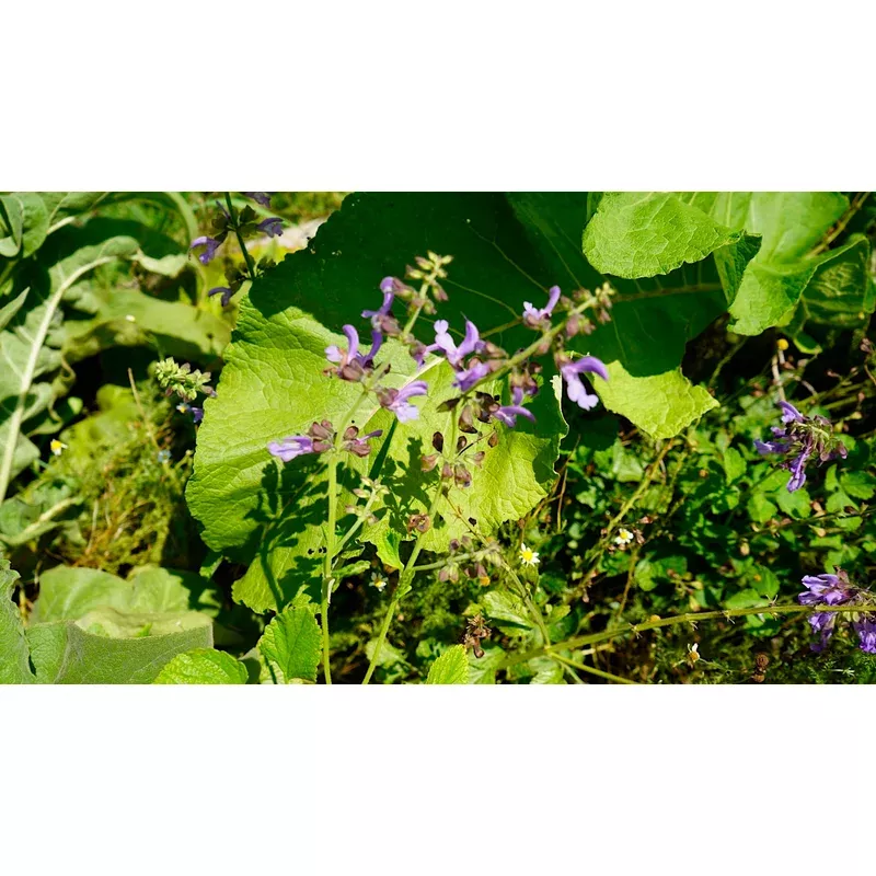 sage-dan-shen-red Sage, (Dan Shen) Red