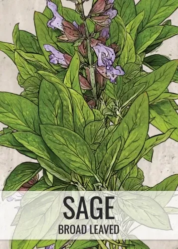 Sage Herb Seeds For Planting (Salvia officinalis)