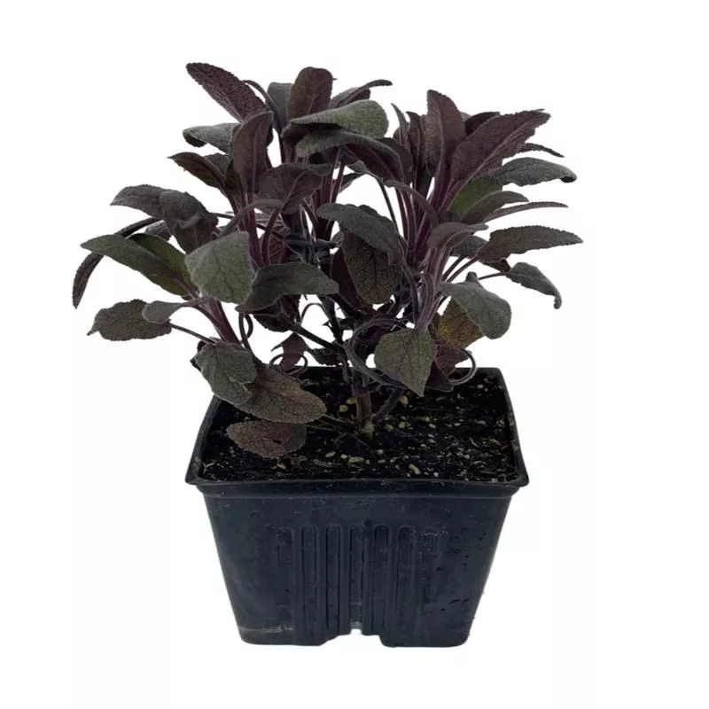 Sage, Purple