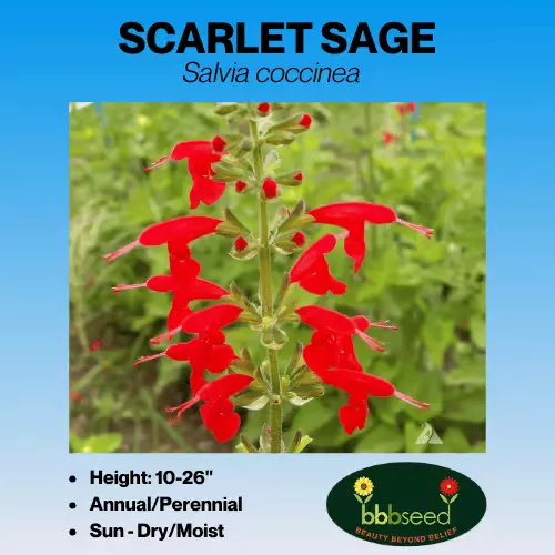 Sage, Scarlet – Salvia coccinea