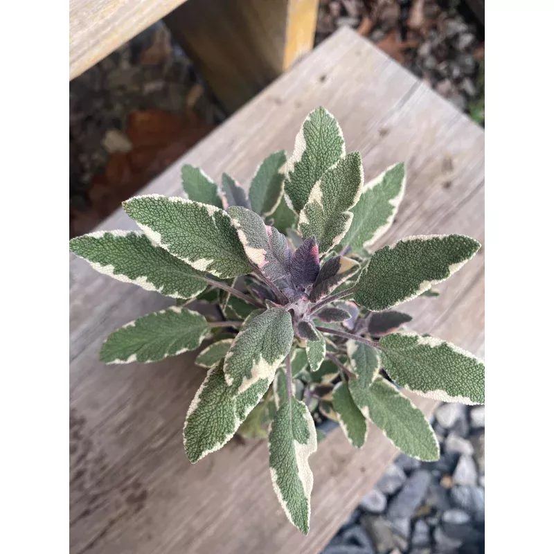 sage-tricolor Sage, Tricolor