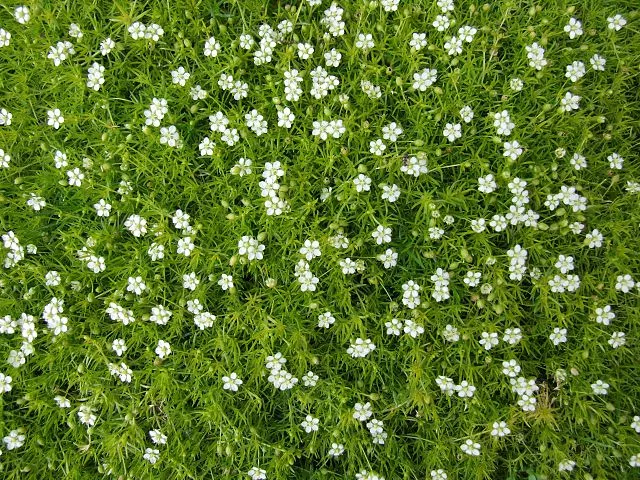 sagina-verna-irish-moss Sagina verna Irish Moss