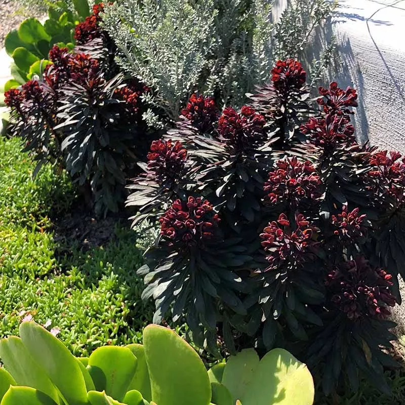 SAHARA™ Blackbird Euphorbia