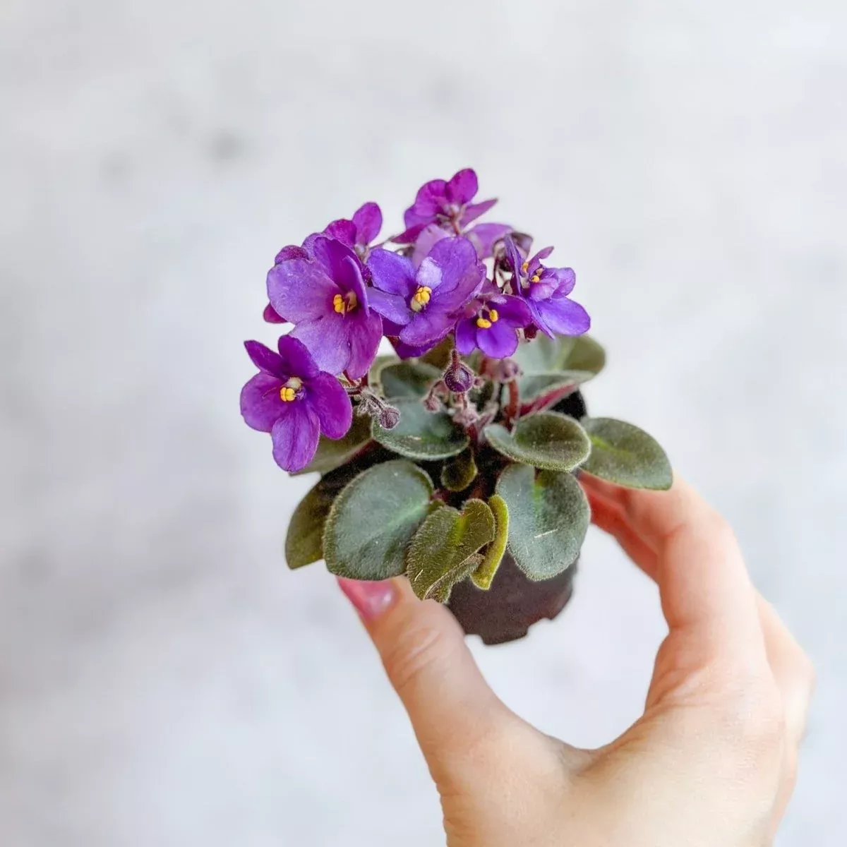 saintpaulia-african-violet Saintpaulia 'African Violet'