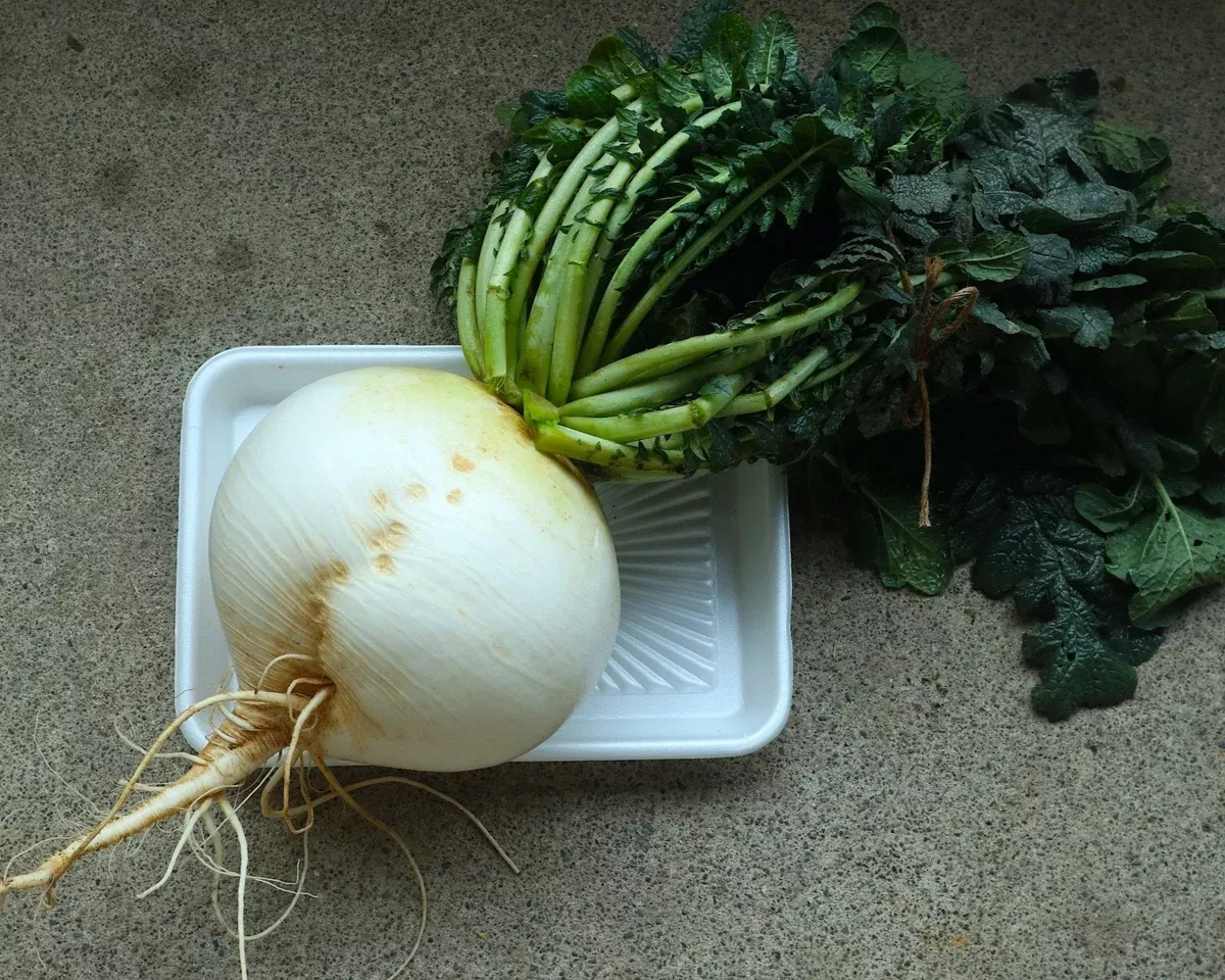 Sakurajima Daikon Radish Seeds (桜島大根)