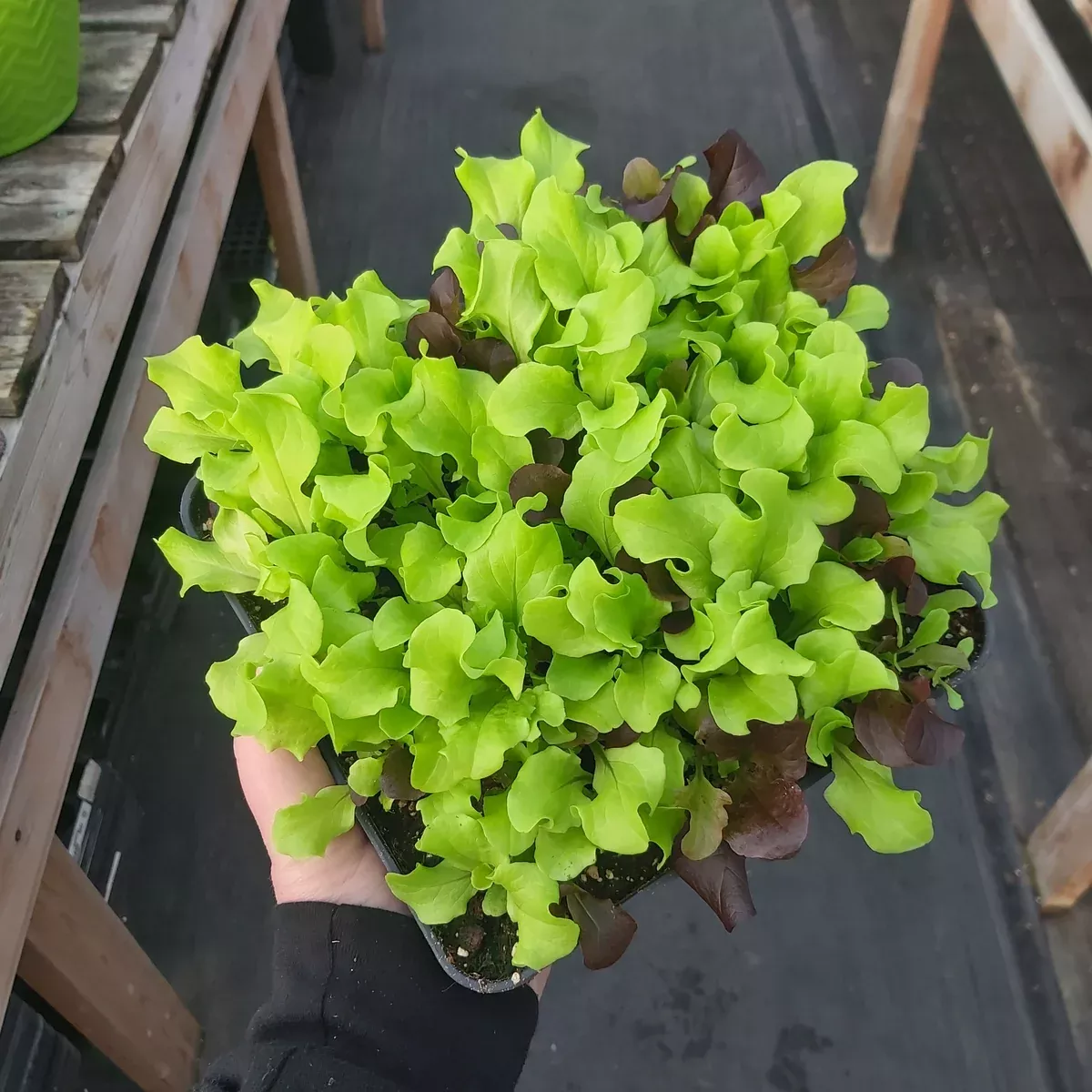 salad-bowl-8 Salad Bowl 8"