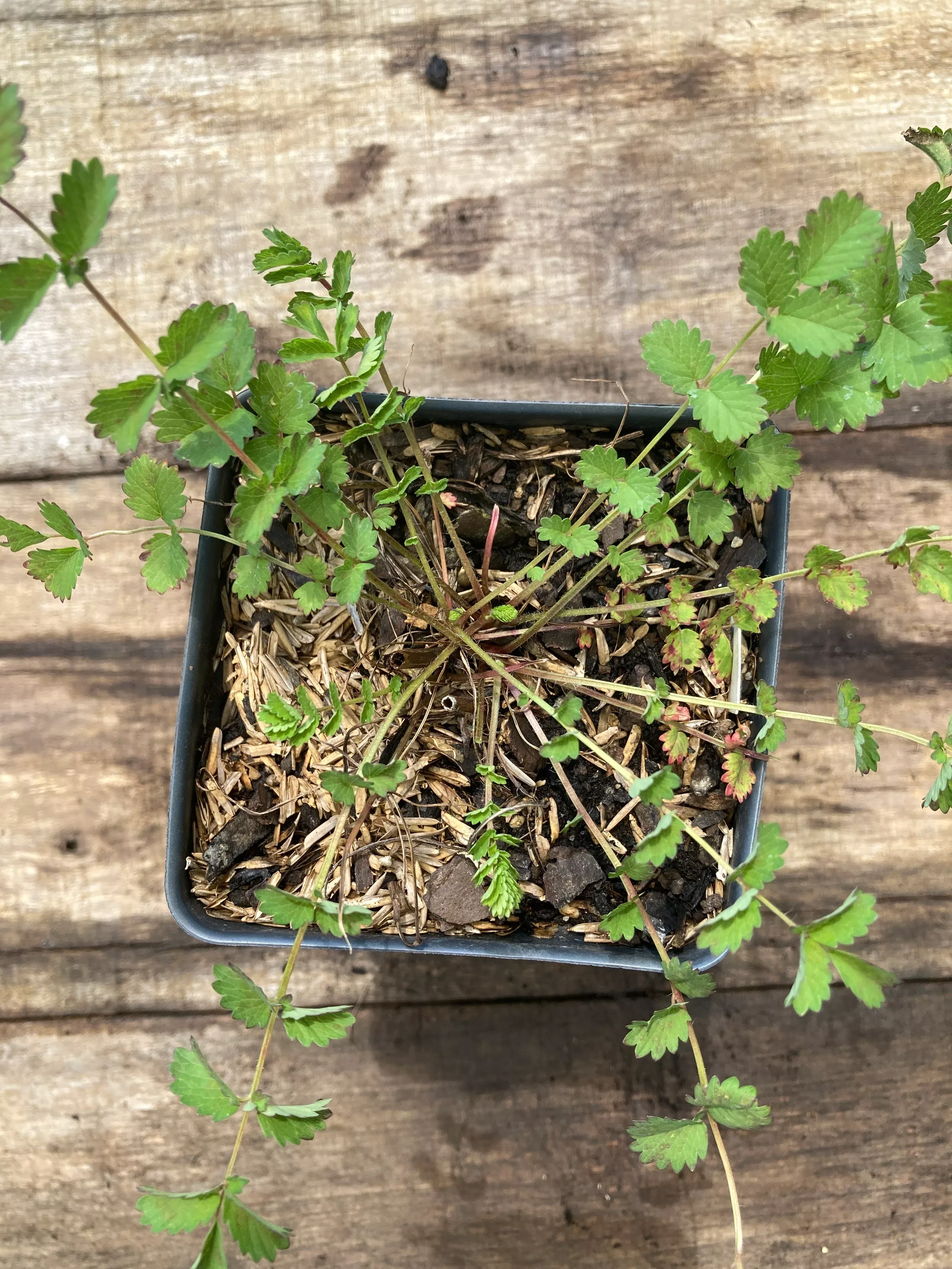 Salad Burnet