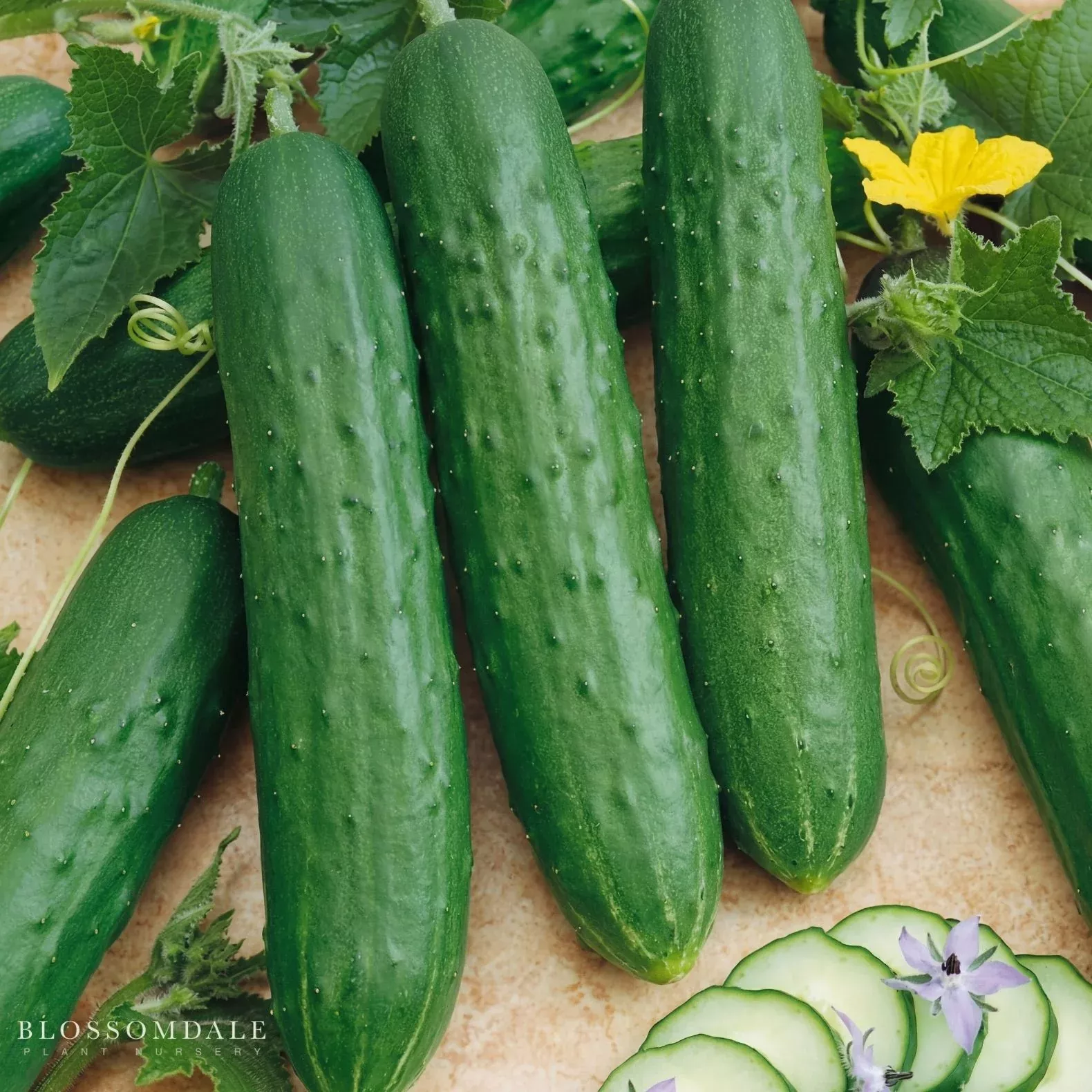 saladmore-bush-cucumber-seeds Saladmore Bush Cucumber Seeds