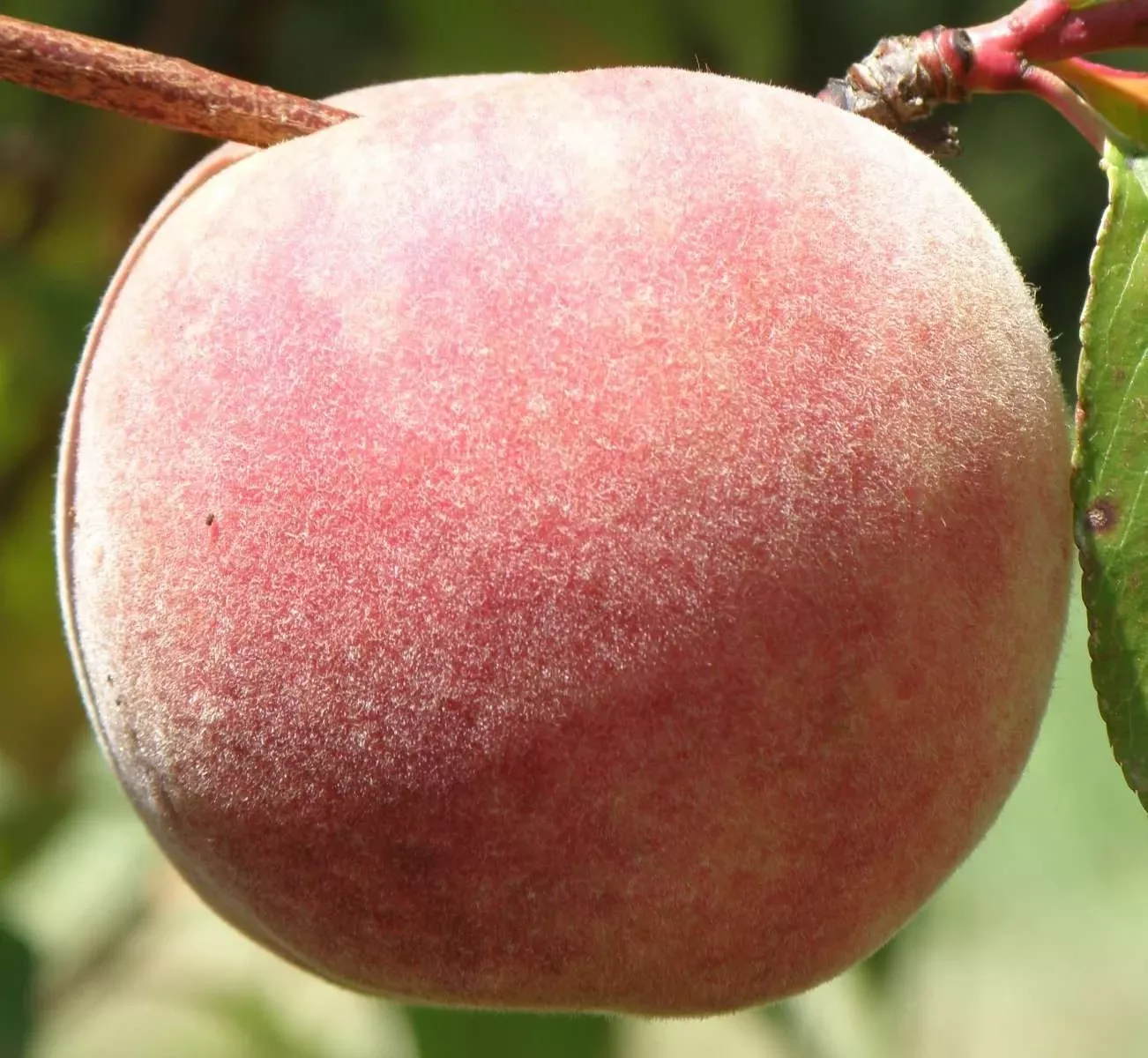 salish-summer-peach Salish Summer Peach