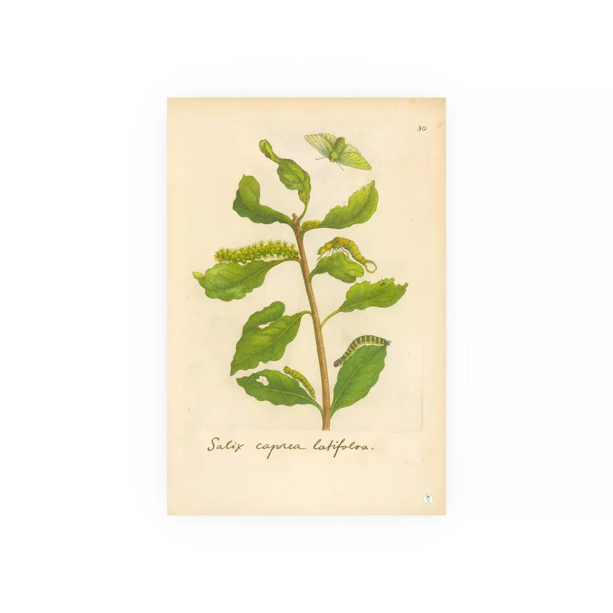 Salix caprea latifolia, Colorized Broad-Leaved Willow Engraving