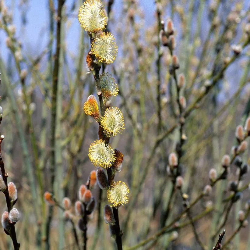 salix-discolor-pussy-willow Salix discolor Pussy Willow