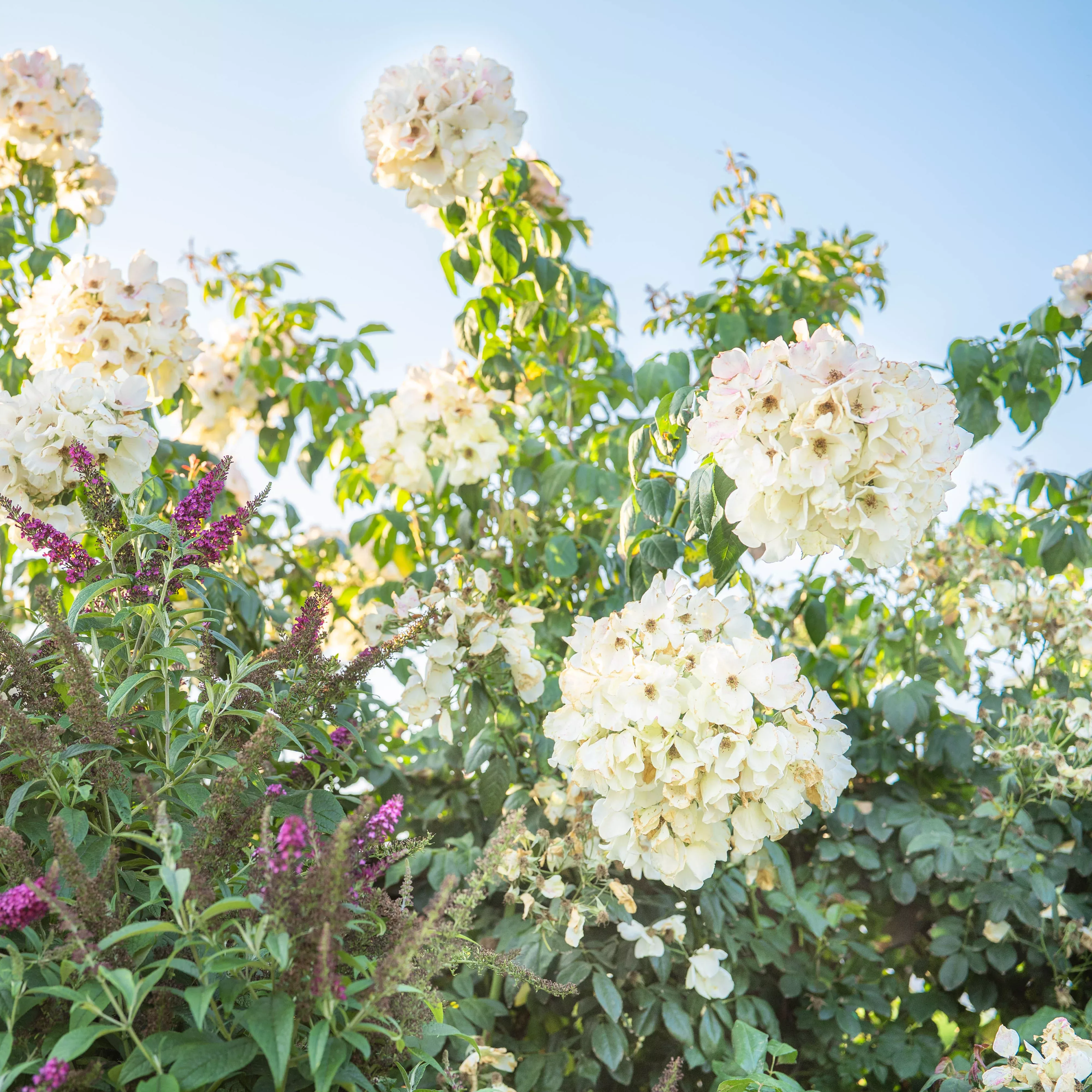 sally-holmes-climbing-potted-rose Sally Holmes Climbing Potted Rose