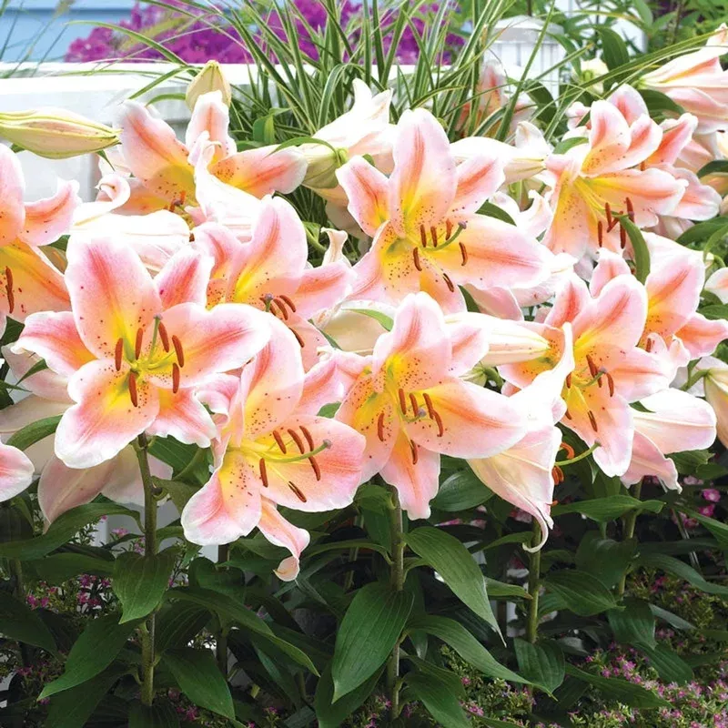 salmon-party-oriental-carpet-border-lily Salmon Party Oriental Carpet Border Lily™