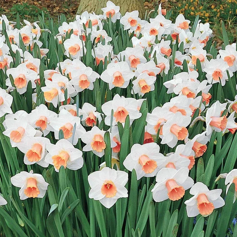 salome-daffodil Salome Daffodil