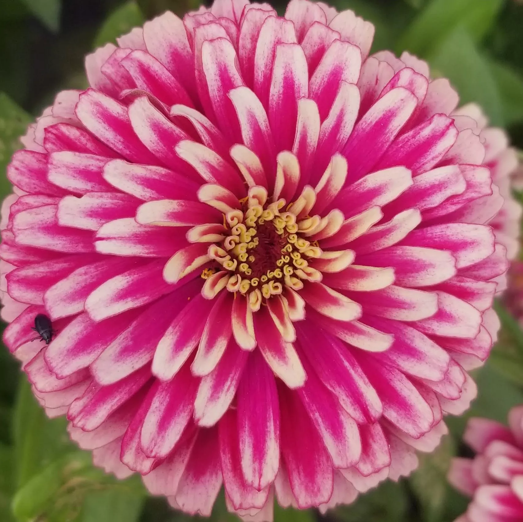 Salsiando Zinnia