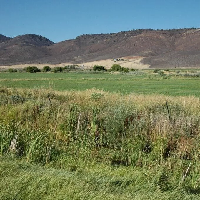 Salt & Alkali Soils Pasture Mix