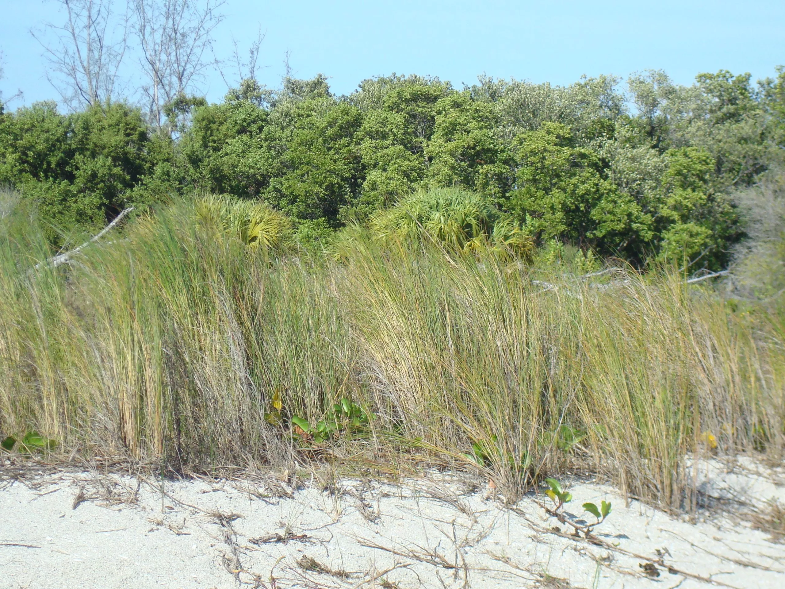 Saltmeadow Cordgrass
