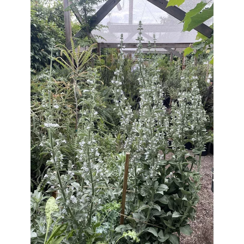 salvia-apiana-white-sage Salvia apiana, White sage