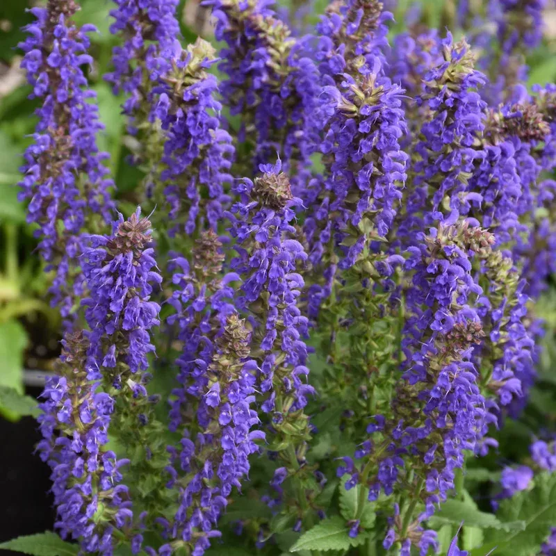 Salvia 'April Night'