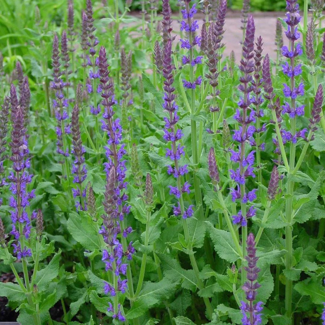Salvia 'Blue Hill'