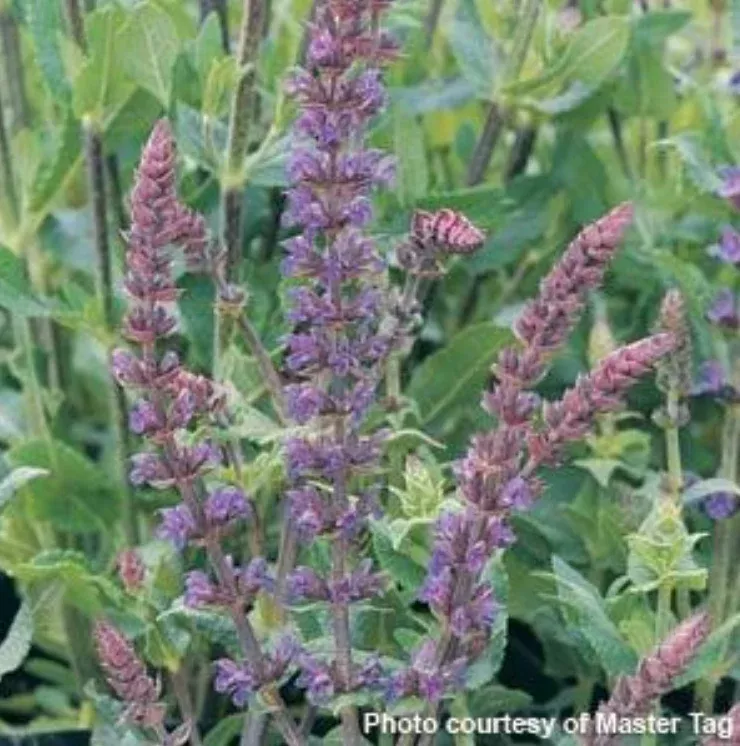salvia-blue-queen Salvia 'Blue Queen'