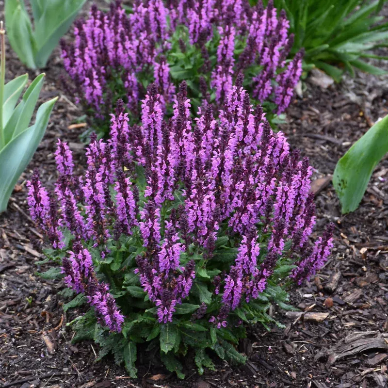 Salvia 'Bumbleberry'