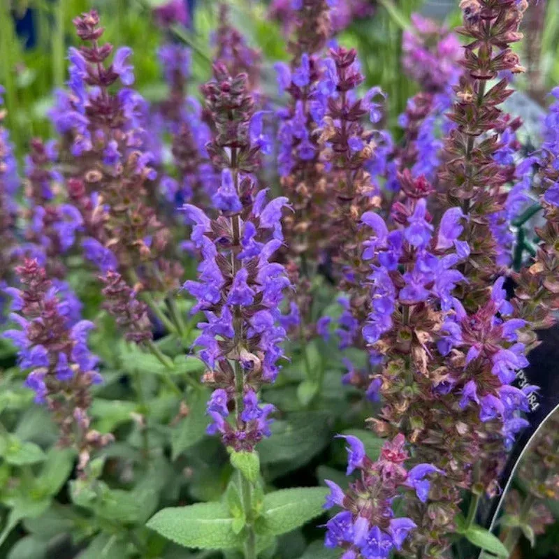 Salvia 'Bumbleblue'