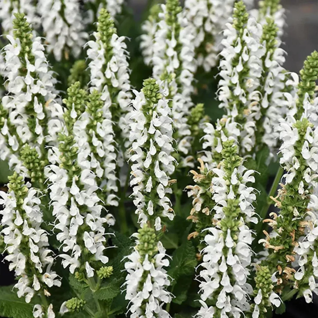 Salvia 'Bumblesnow'