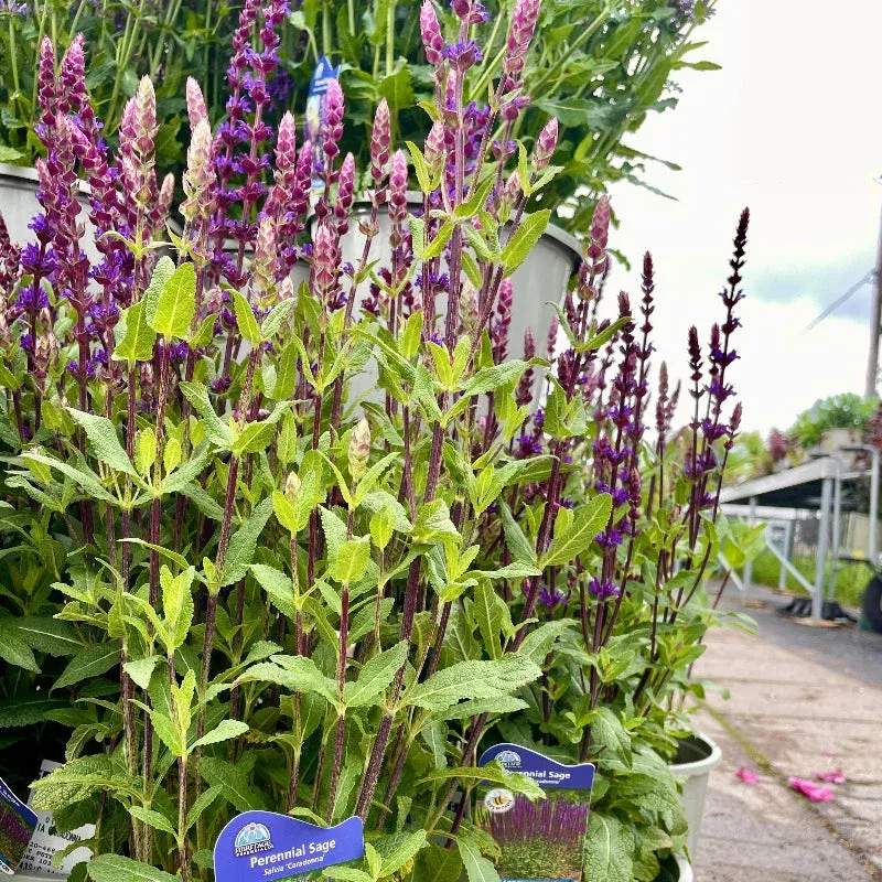 Salvia 'Caradonna'